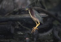 Gros plan sur Wild Green Heron Bird, Floride, Amérique, États-Unis — Photo de stock