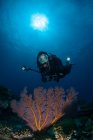 Женщина-водолаз фотографирует кораллы под водой — стоковое фото