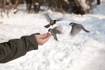 Cropped image of Man feeding birds in winter snow — Stock Photo