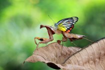 Бабочка сидит на богомоле на размытом фоне — стоковое фото