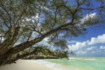 Vista panorámica de los árboles en la playa, Isla Belitung, Indonesia - foto de stock