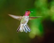Männchen Annas Kolibri schwebt in der Luft vor verschwommenem Hintergrund — Stockfoto