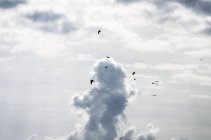 Vogelschwarm fliegt bei bewölktem Himmel — Stockfoto