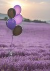 Lila Luftballons in einem Lavendelblütenfeld, stara zagora, bulgaria — Stockfoto
