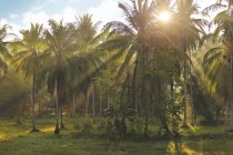 Luz solar irradiando através de palmeiras em um jardim tropical, Tailândia — Fotografia de Stock