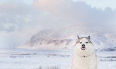 Retrato de un perro husky contra la montaña nevada - foto de stock