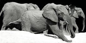 Monochrome image of cute elephants against black background — Stock Photo