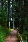 Vista panorâmica da trilha florestal na floresta — Fotografia de Stock