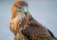 Portrait of Forest Buzzard against blurred background — Stock Photo