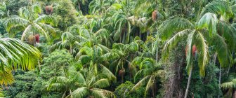 Primo piano di un baldacchino della foresta pluviale, Monte Tamborine, Queensland sud-orientale, Australia — Foto stock