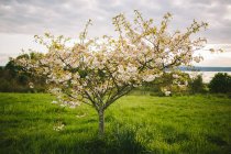Scenic view of spring tree in blossom — стоковое фото