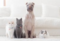 White Chinese Shar-Pei dog sitting at white sofa with Scottish Fold cat and two British Shorthair  cats — Stock Photo