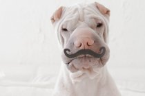 Retrato de perro Shar-Pei chino blanco con bigote de papel - foto de stock