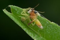 Araña y dos moscas se alimentan de besos contra fondo borroso - foto de stock