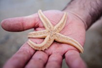 Cropped image of man holding starfish in hand at beach — Stock Photo