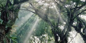 Vista panorâmica da luz solar que atravessa as árvores, Singapura — Fotografia de Stock