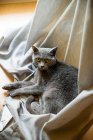 Schöne Katze liegt auf Vorhang und schaut in die Kamera — Stockfoto