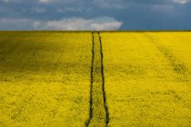 Scenic view of Paths through a rapeseed field, cernay-les-reims — Stock Photo