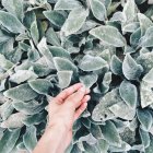 Vue rapprochée de la main humaine touchant des feuilles vertes — Photo de stock