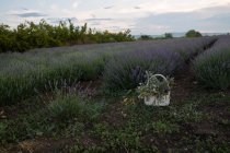 Vue panoramique du panier de fleurs dans un champ de lavande — Photo de stock