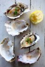 Fresh oysters with dill and lemon on white wood — Stock Photo