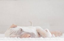 Белая китайская шар-пейская собака спит — стоковое фото