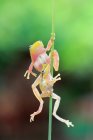 Дві милі мало жаб, піднявшись на зелених рослин, Індонезія — стокове фото