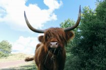 Закри подання шотландський highland корова, Нідерланди — стокове фото