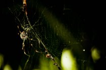 Saint Andrews Cross Spider sentado en la tela, fondo negro - foto de stock