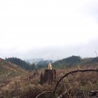 Вид сзади милого мопса, сидящего на пне дерева в лесу — стоковое фото