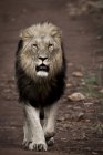 Belo leão majestoso andando na natureza selvagem — Fotografia de Stock