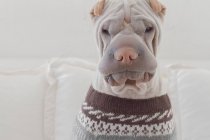 Trendy sharpei dog wearing a jumper — Stock Photo