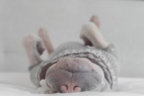 Шарпей собака в джампере спит на спине — стоковое фото