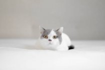 Retrato de gatito acostado en una cama y mirando a la cámara - foto de stock