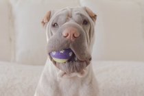 Retrato de un perro sharpei con una pelota en la boca - foto de stock