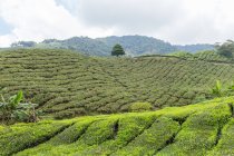 Tea Plantation, Cameron Highlands, Pahang, Malesia — Foto stock