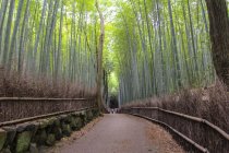 Vista panorâmica do caminho em Kyoto, Japão — Fotografia de Stock