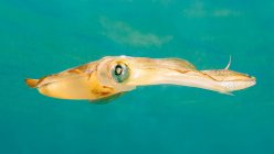 Close-up de Lulas nadando debaixo d 'água no mar — Fotografia de Stock