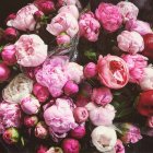 Primer plano de ramo de flores de peonía rosa - foto de stock