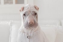 Shar Pei dog sitting on couch wearing sweater — Stock Photo
