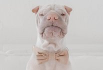 Shar Pei dog wearing bow tie — Stock Photo