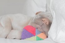 Shar pei dog sleeping with toy ball — Stock Photo