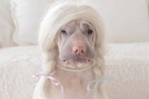 Shar pei dog wearing blonde wig — Stock Photo