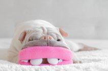 Shar pei Hund liegt auf Teppich mit Spielzeugmaul — Stockfoto