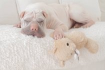 Sharpei perro durmiendo en el sofá con osito de peluche - foto de stock