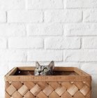 Americano taquigrafía gato sentado en cesta mirando arriba - foto de stock