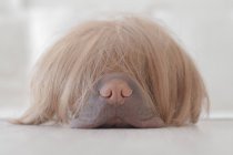 Sharpei dog wearing a wig, closeup — Stock Photo