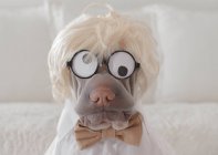 Shar Pei Hund als verrückter Professor verkleidet — Stockfoto