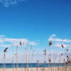Vista panorámica de las cañas en la playa, Rumania - foto de stock