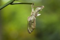 Grasshopper derramando pele contra fundo desfocado — Fotografia de Stock
